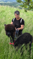 Eine Frau hält ein Lama an der Leine in einer grünen Wiese.