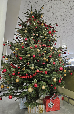 Weihnachtsbaum geschmückt mit roten und goldenen Kugeln sowie Geschenken darunter.