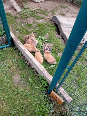 Sechs Kaninchen fressen gemeinsam Gras in einem Gehege.