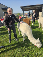 Mann streichelt ein Alpaka auf einer Wiese an einem sonnigen Tag.