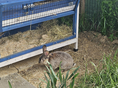 Ein Kaninchen erkundet den Boden neben seinem Käfig mit Stroh.
