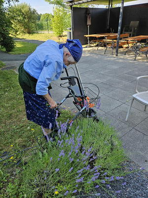 Eine ältere Frau pflückt Lavendel in einem Garten.