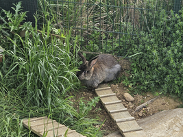 Ein Kaninchen sitzt im Grünen neben einer Holzbrücke.