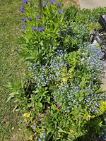 Eine blühende Gartenlandschaft mit verschiedenen Pflanzen. Im Vordergrund blühen kleine, hellblaue Blumen, während im Hintergrund hohe, lila Blumen zu sehen sind. Es gibt auch grüne Blätter und einige gelbe Blüten. Der Garten wirkt üppig und einladend.