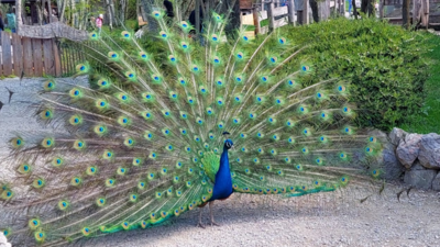 Ein Pfau mit auffälligem, farbenfrohem Gefieder präsentiert sein prunkvolles Rad, das von blauen und grünen Augenflecken zieren ist. Im Hintergrund sind Bäume und eine gepflegte Umgebung zu sehen.