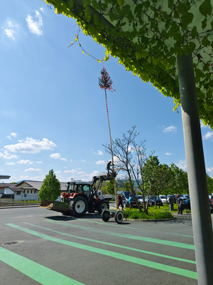Ein Traktor hebt einen geschmückten Baum auf eine hohe Stange.