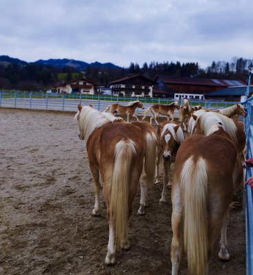 Gruppe von Pferden in einem Reitstall, die sich im Kreis bewegen.