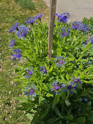 Ein blühender Strauch mit vielen leuchtend blauen Blüten und grünen Blättern. In der Mitte befindet sich ein Pfahl, der den Strauch stützt. Im Hintergrund sind weitere Pflanzen und ein Gehweg sichtbar.