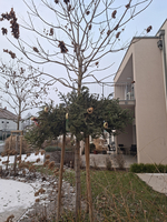 Ein dekorierter Baum mit grünem Kranz und goldenen Details im Freien.